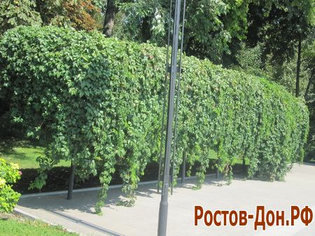 Набережная ростова1339